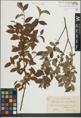 Foto von Salix lapponum L. x Salix myrtilloides L.